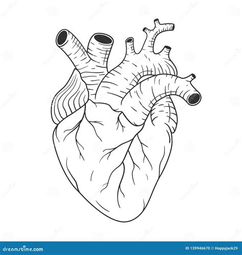 Human Heart Anatomically Correct Hand Drawn Line Art Black And White
