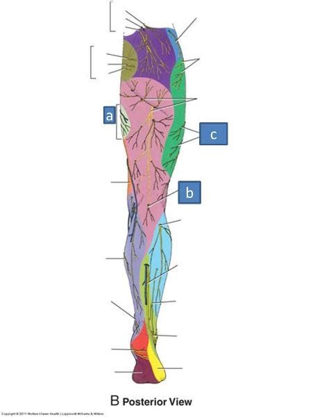 Print Anatomy Block Iii Gluteal Region Thigh Lumbosacral Plexus