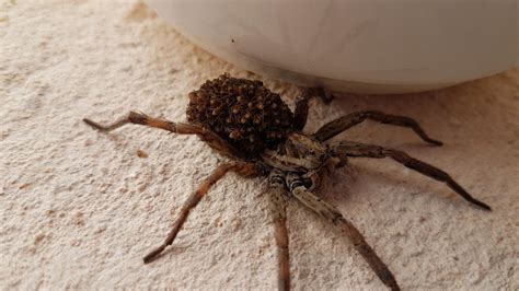 Doch die achtbeiner sind meist viel harmloser, als viele denken. Deutscher entdeckt große Spinne in Mallorca-Garten