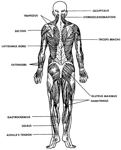 Anatomy Posterior Muscular System Diagram Biological Science Picture Sexiz Pix