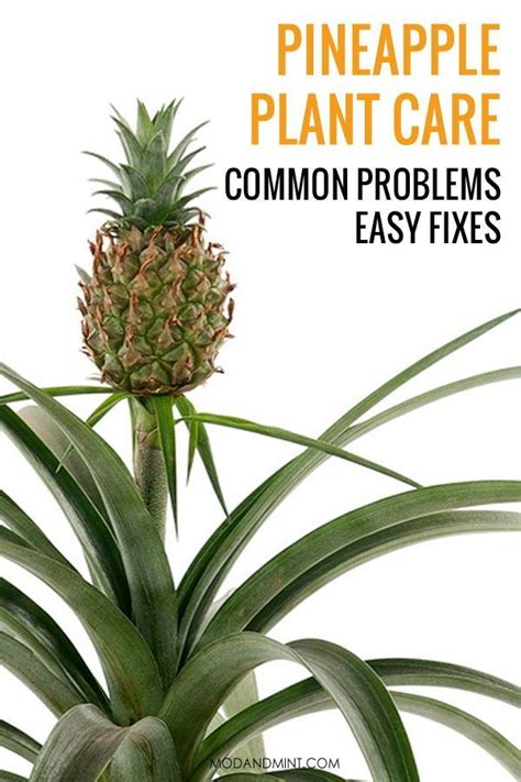 Indoor Pineapple Plant Care How To Grow Your Own Pineapples