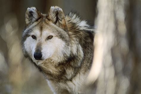 North Americas Rarest Wolf Had A Bad Year Takepart