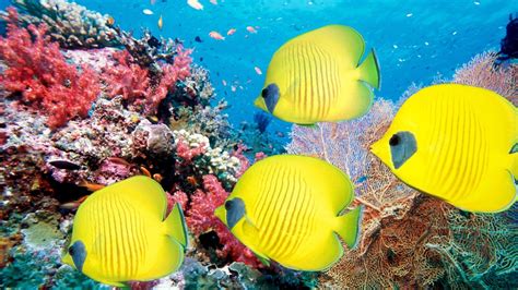 Hd Animals Fishes Ocean Sea Life Tropical Underwater Water Color Yellow