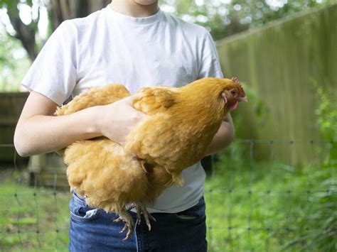 Chicken Rehoming Charity Receives More Than 50000 Requests For Hens During Lockdown The
