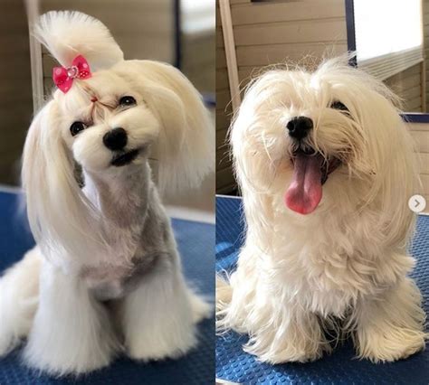 30 Best Maltese Haircuts For Dog Lovers Page 5 The Paws Maltese