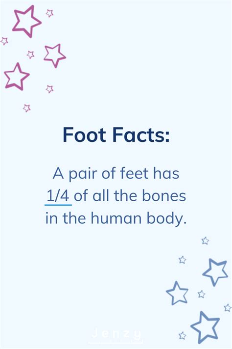 How many bones make up the human spine? 26 bones per foot, and 52 bones in a pair. There are ~206 ...