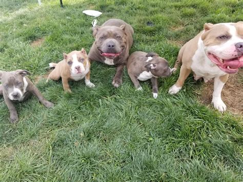 Texans open their big hearts to their beautiful canine family members and welcome them into their homes. American Bully Puppies For Sale | Houston, TX #234380