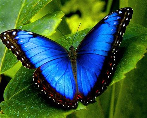Blue Morpho Butterfly Hd 984967 Hd Wallpaper And Backgrounds Download