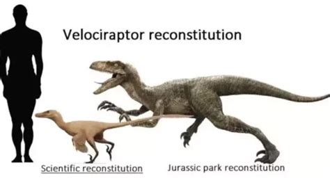 Scientifically Accurate Velociraptor Jurassic Park Amino
