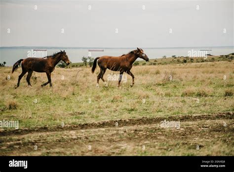 Horses Run Gallop In Flower Meadow Autumn Steppe Stock Photo Alamy