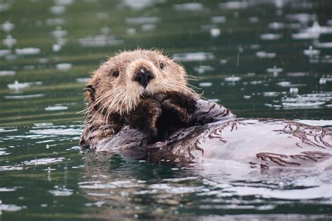 Fish Factor Growing Sea Otter Population Has Voracious Appetite The