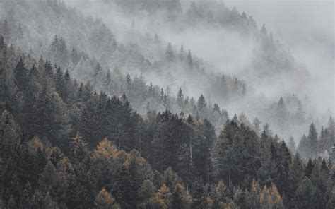 Download Wallpaper 3840x2400 Forest Fog Trees Treetops Landscape 4k