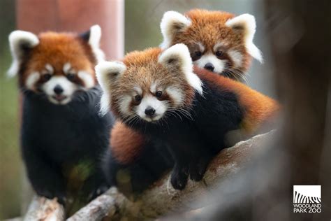 Red Panda Cubs Recaptured After Escaping From Habitat At