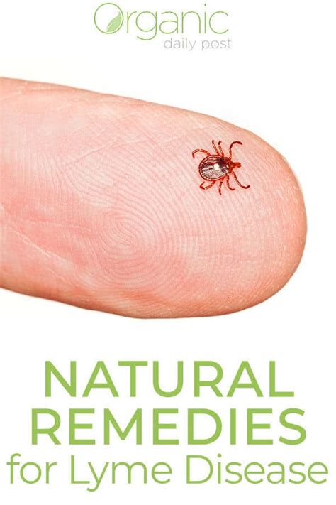 Natural Treatments For Lyme Disease 2018 Update