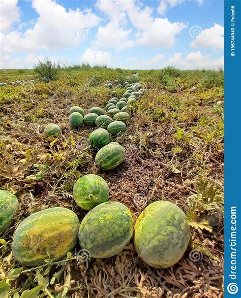 Watermelon Field Stock Image Image Of Fresh Agriculture 196744943