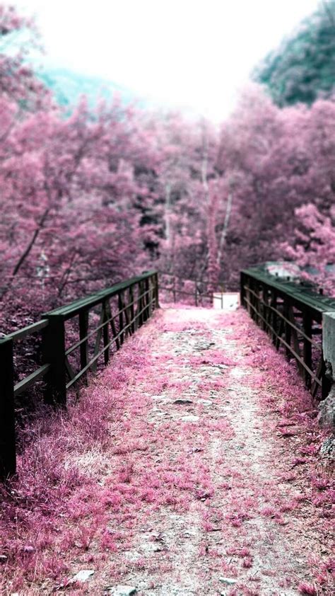 Pink Path Through The Park Blossom Trees