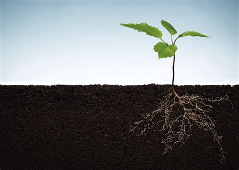 A Plants Roots Tailor Its Soil Environment Farmtario