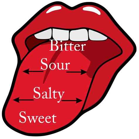 Diagram Of The Tongue Taste Diagram Media