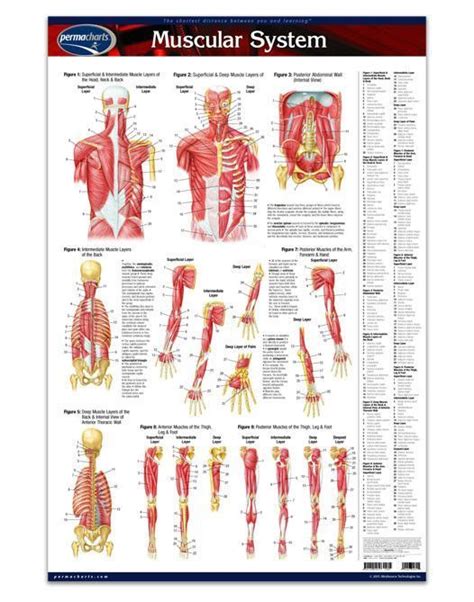 Laminated 24 X 36 Poster Of The Muscular System Contains Full Color Illustrations Of The