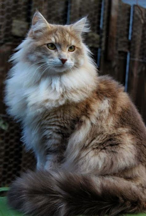 1592 Best Maine Coon And Norwegian Forest Cats Images On