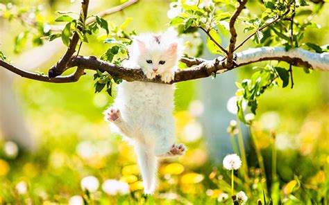 Cats Spring Wallpapers Wallpaper Cave