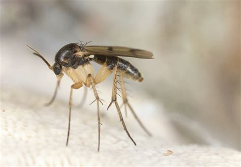 Fungus Fly Control And Treatments For The Home
