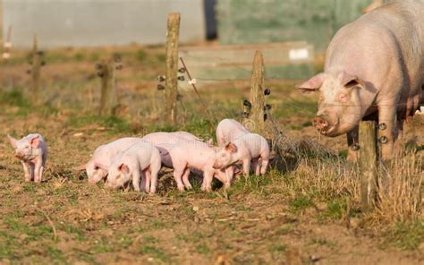 Loving Pig Mother With Her Piglets Stock Image Image Of Grass Animal