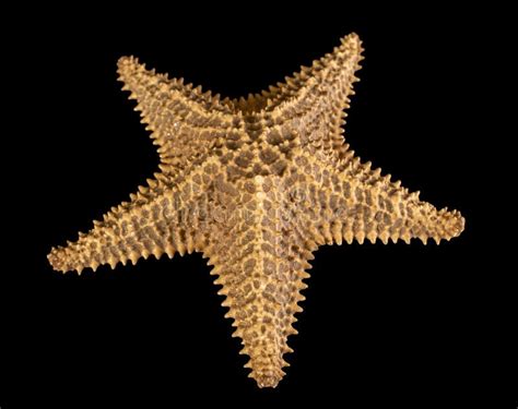 484 Starfish Skeleton Photos Free And Royalty Free Stock Photos From