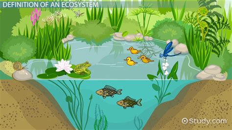 What Is An Ecosystem Definition And Explanation Video And Lesson