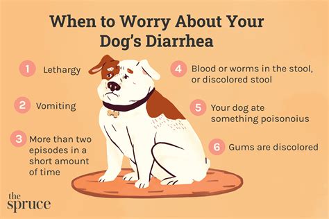 Dog Diarrhea Causes Treatment And What Your Dogs Poop Says About