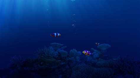 960217 Underwater Fish Animals Sea Finding Nemo Clownfish Rare