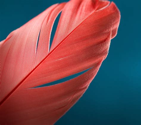 Pink Feather Wallpaper Feathers Blue Background Hd Wallpaper Wallpaper Flare