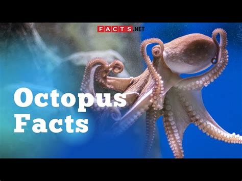 50 Surprising Octopus Facts You Probably Never Knew
