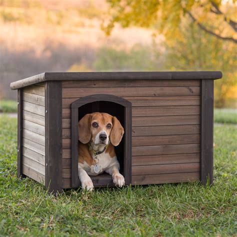 Getting Your Credit Out Of The Dog House Carbeagle