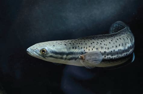 Maybe you would like to learn more about one of these? Gambar Ikan Gabus Png