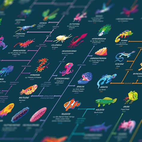 Map Of Evolution Poster In A Nutshellkurzgesagt