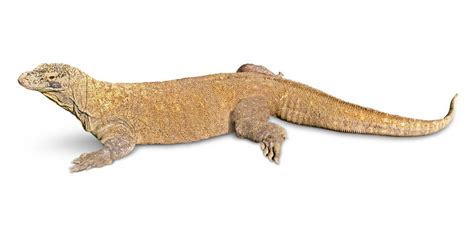 The malicious monitor lizard trope as used in popular culture. Komodo Dragon Vs Monitor Lizard Size