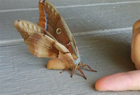 Winking Polyphemus Moth Whats That Bug