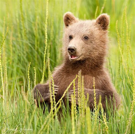 A Grizzly Bear Cub At Lake Clark National Park And Preserve In Alaska
