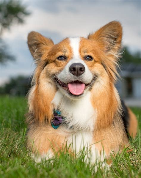 The 30 Best Medium Sized Dogs For Families Purewow