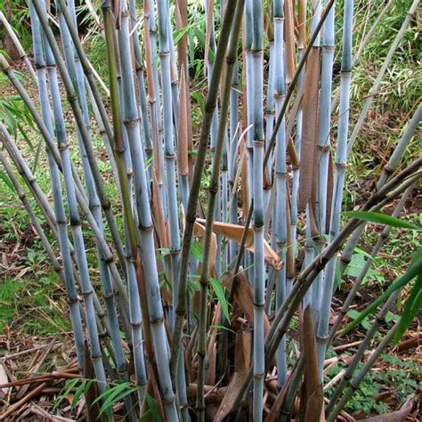 Fargesia Blue Dragon Vente Bambou Bleu Non Traçant