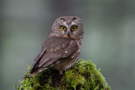 Northern Saw Whet Owl As Nature Photographers We All Live For That