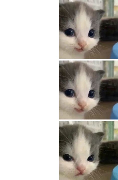 Hehe Cat Kitten 3 Parts Right Hand Side Blank Template Imgflip