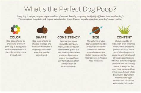 Dog Diarrhea Causes Symptoms And Treatments