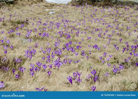 Beautiful Purple Mountain Wild Flowers Stock Photo Image Of Blooming