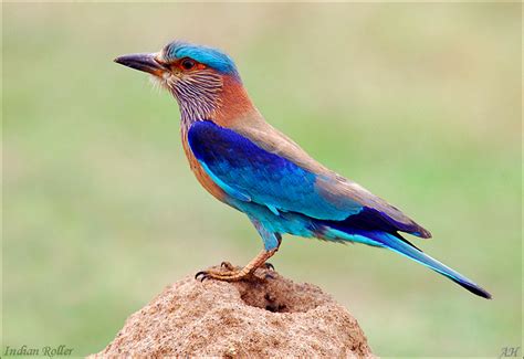 Telangana Birds