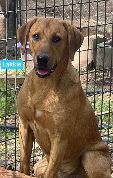 Dog For Adoption Lakkie A Hound And Labrador Retriever Mix In