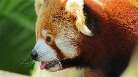 Red Panda By Steve Gill On 500px Animals Red Panda Panda