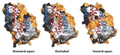 Molecular Basis Of The Alternating Access Model Of Membrane Transport