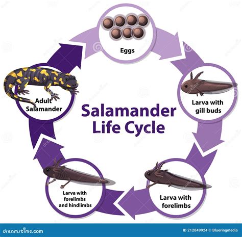 Graphique Du Cycle De La Vie De Salamandre Illustration De Vecteur